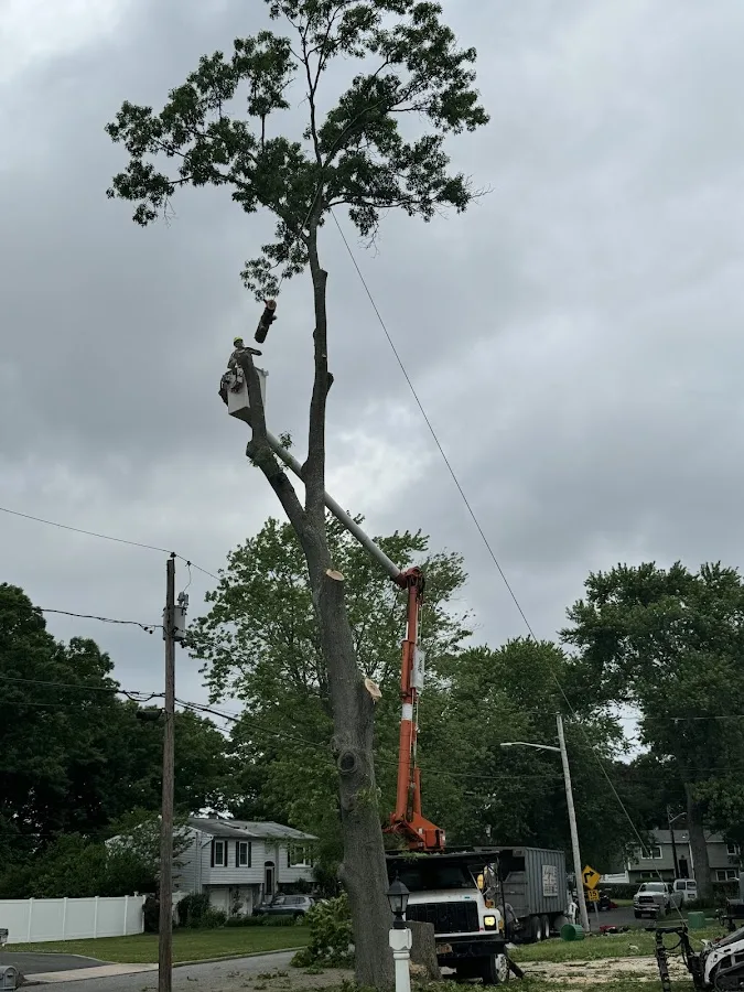 Alhei Tree Service Corp work site