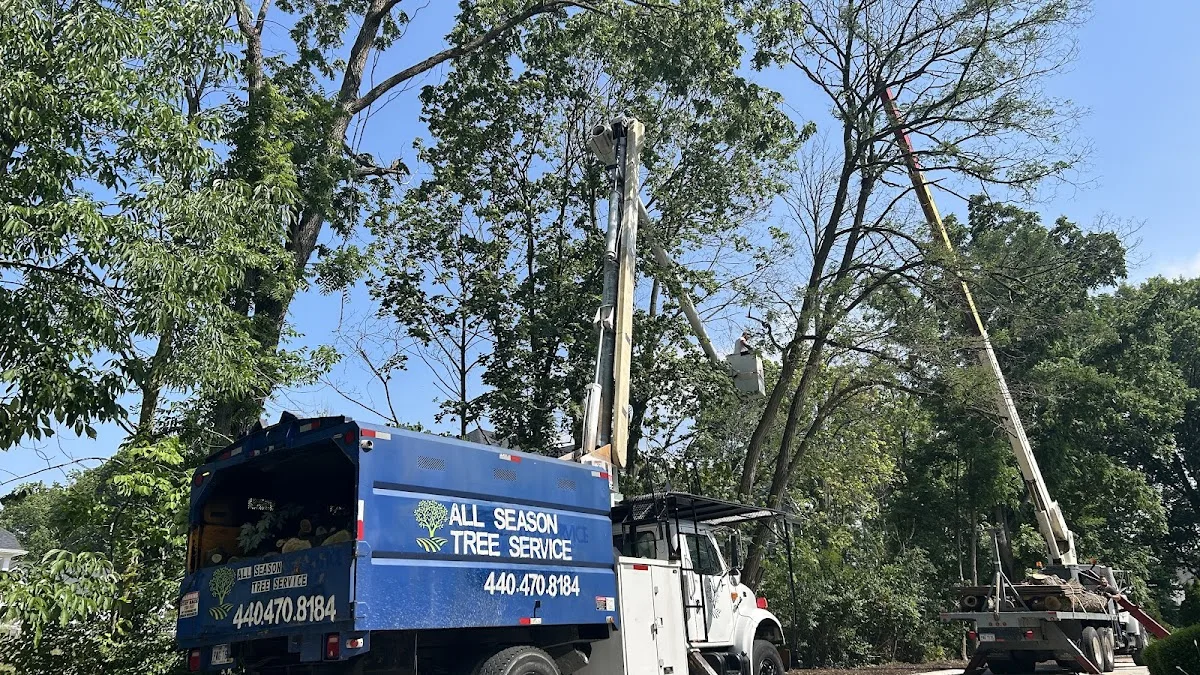 All season tree service gallery 2