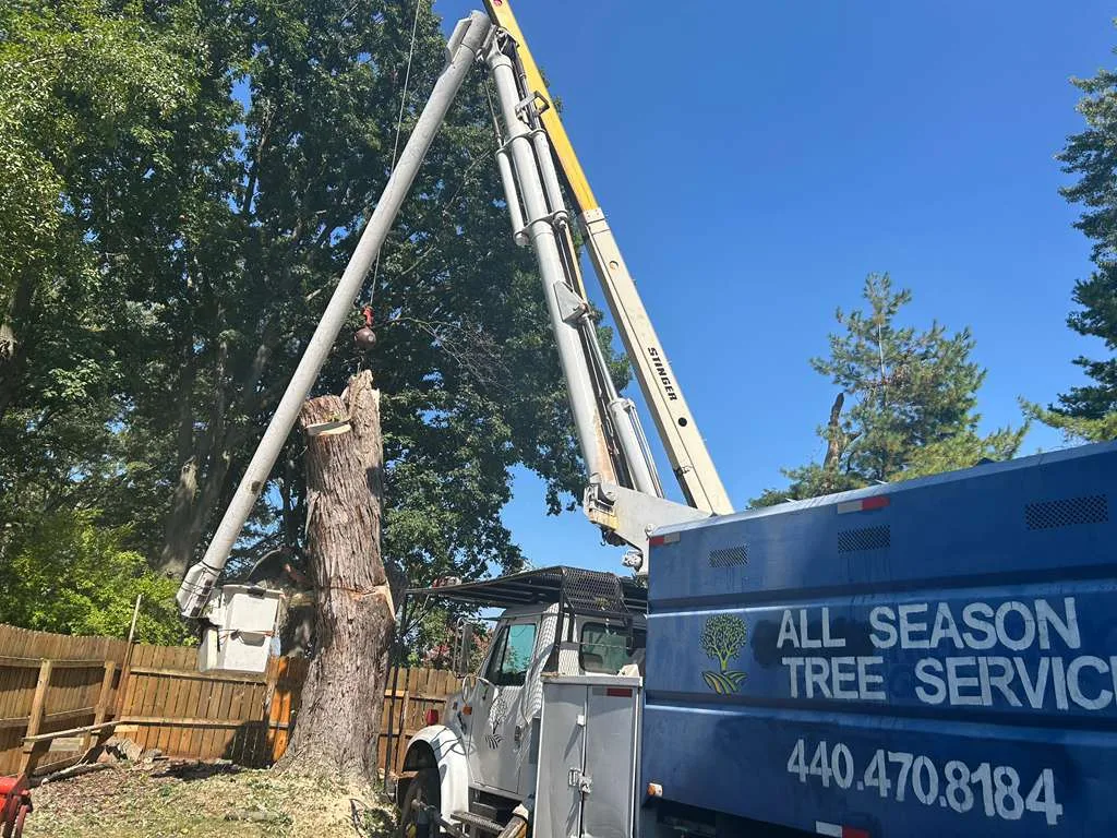 All season tree service gallery 4