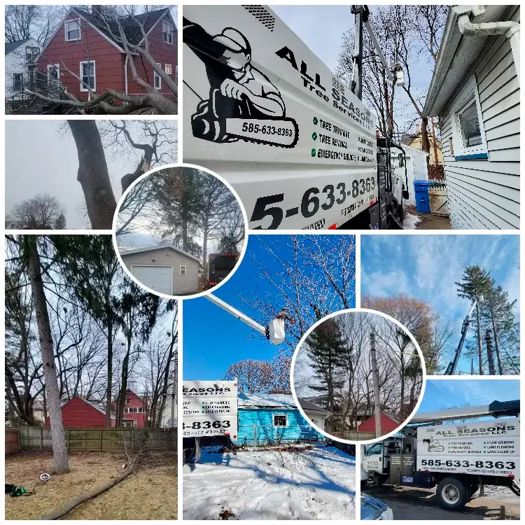 All Seasons Tree Services NY gallery 2