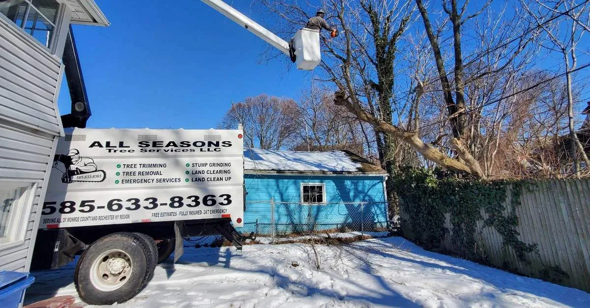All Seasons Tree Services NY gallery 3