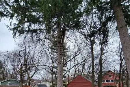 All Seasons Tree Services NY gallery 4