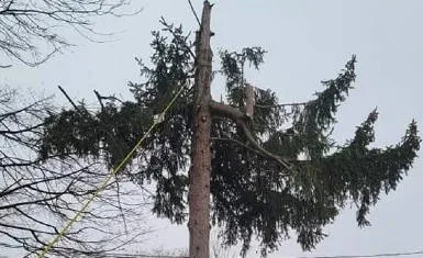 All Seasons Tree Services NY gallery 7