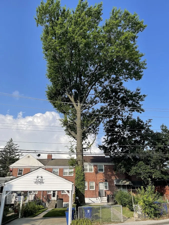 Allen & Sons Tree Service, Inc.