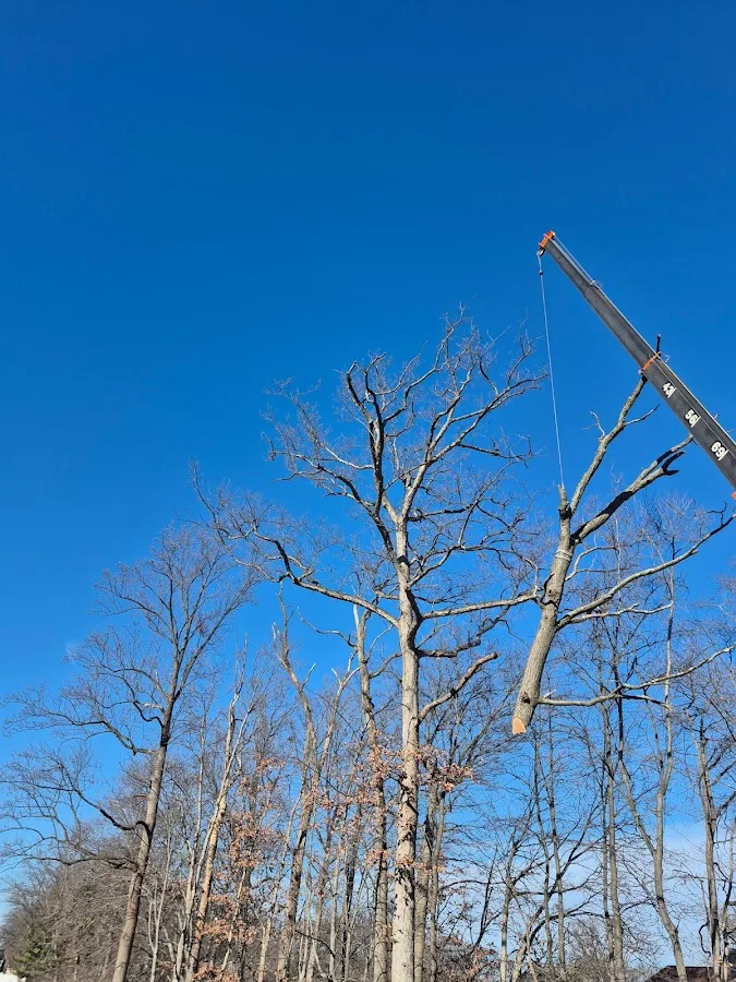 Allison Tree & Landscaping