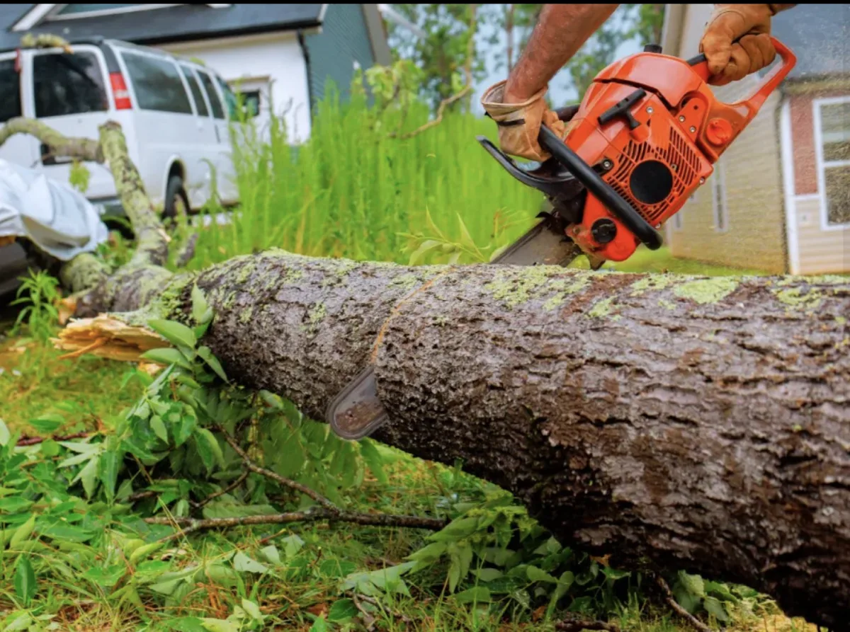 Allison Tree & Landscaping gallery 2