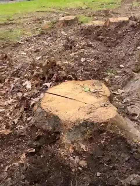 ALX Tree Service gallery 2