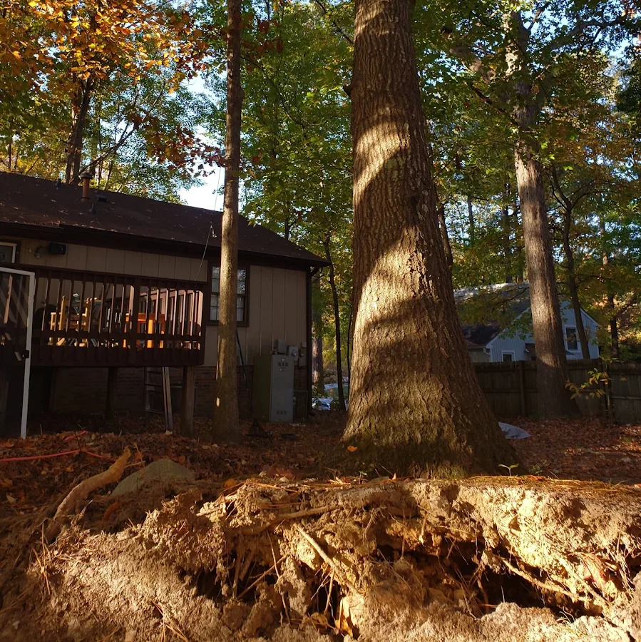 Amazon Tree Service gallery 2