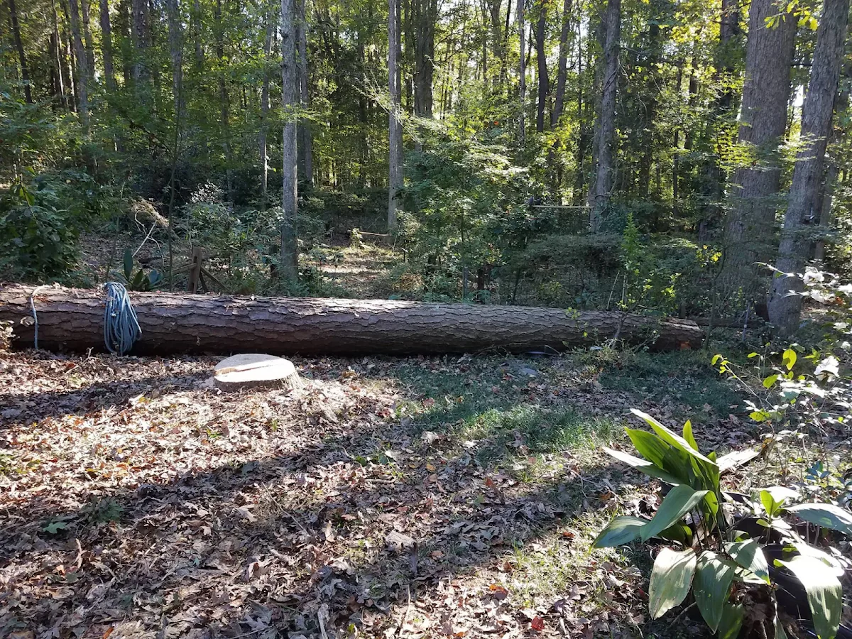 Amazon Tree Service gallery 4