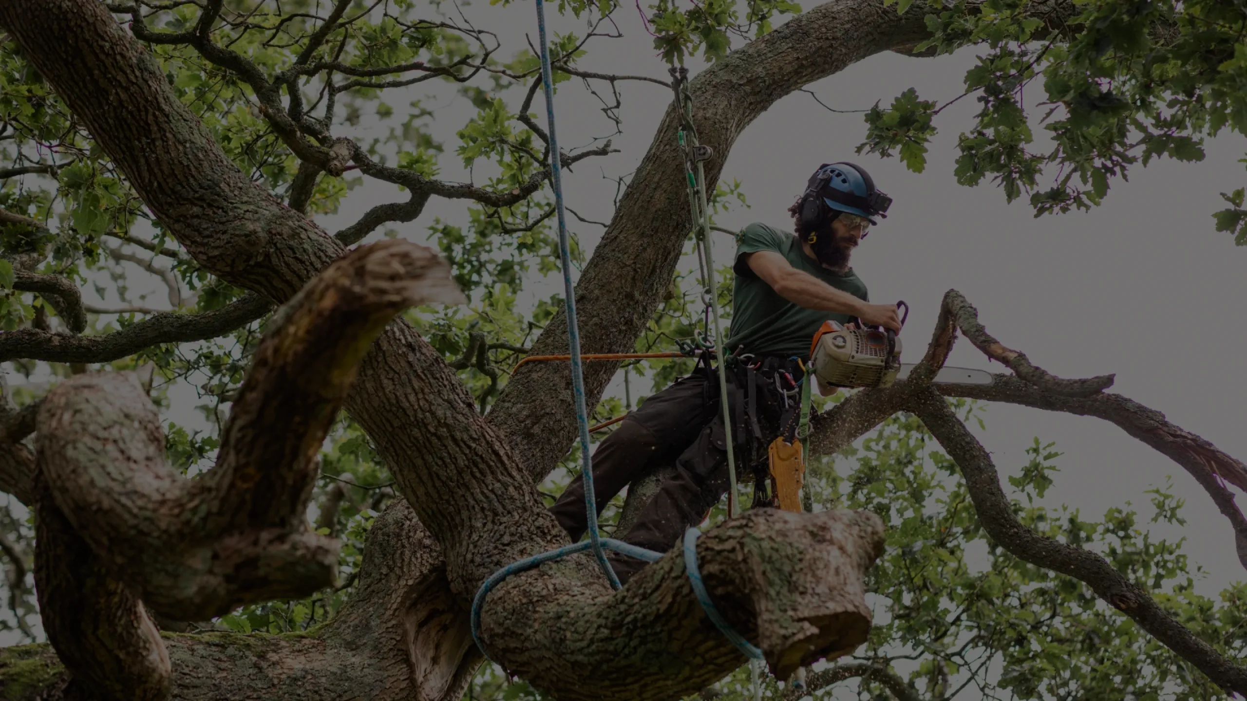 Amazon Tree Service gallery 7