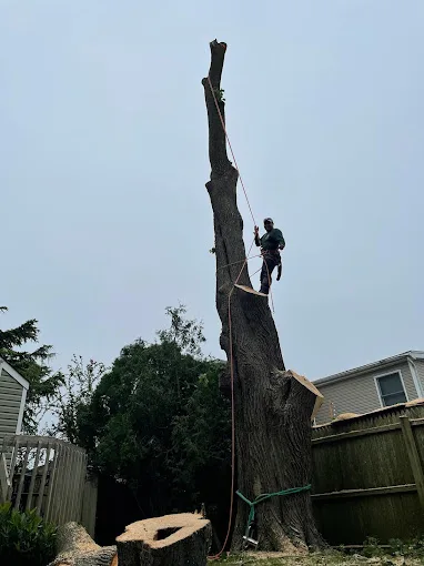 American Pride Tree Experts & Landscaping work site