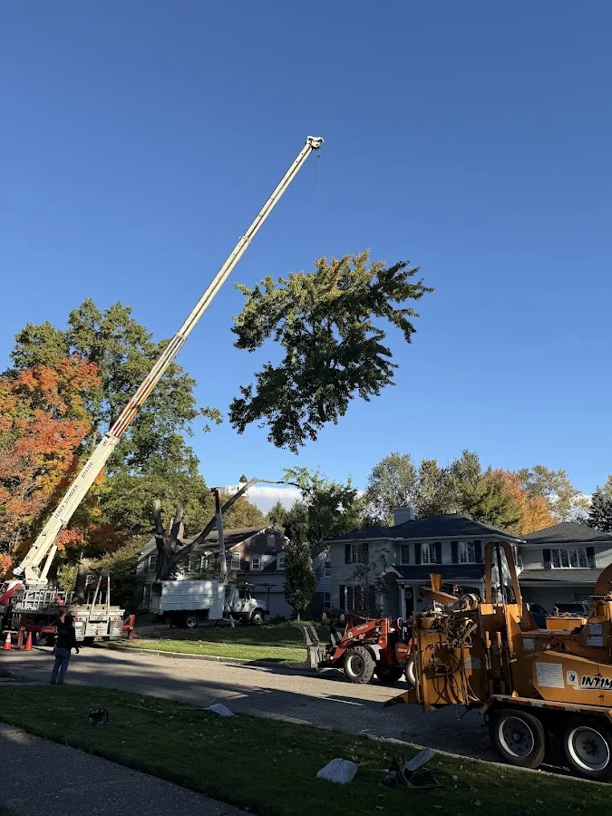 Amezola Tree Service gallery 2