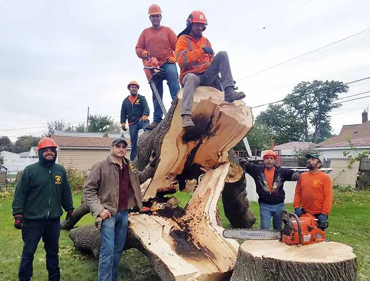 Amezola Tree Service gallery 3