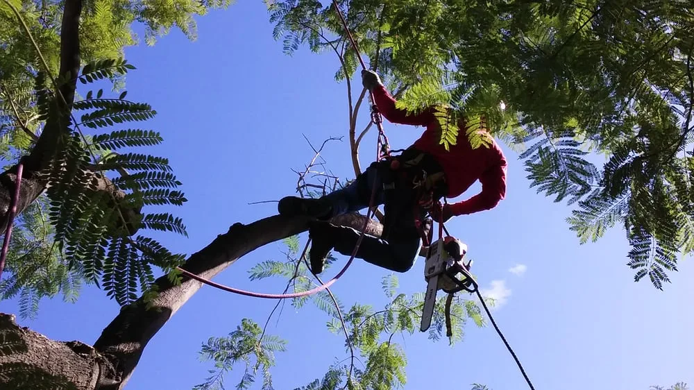 Arbor Care Tree Service work site
