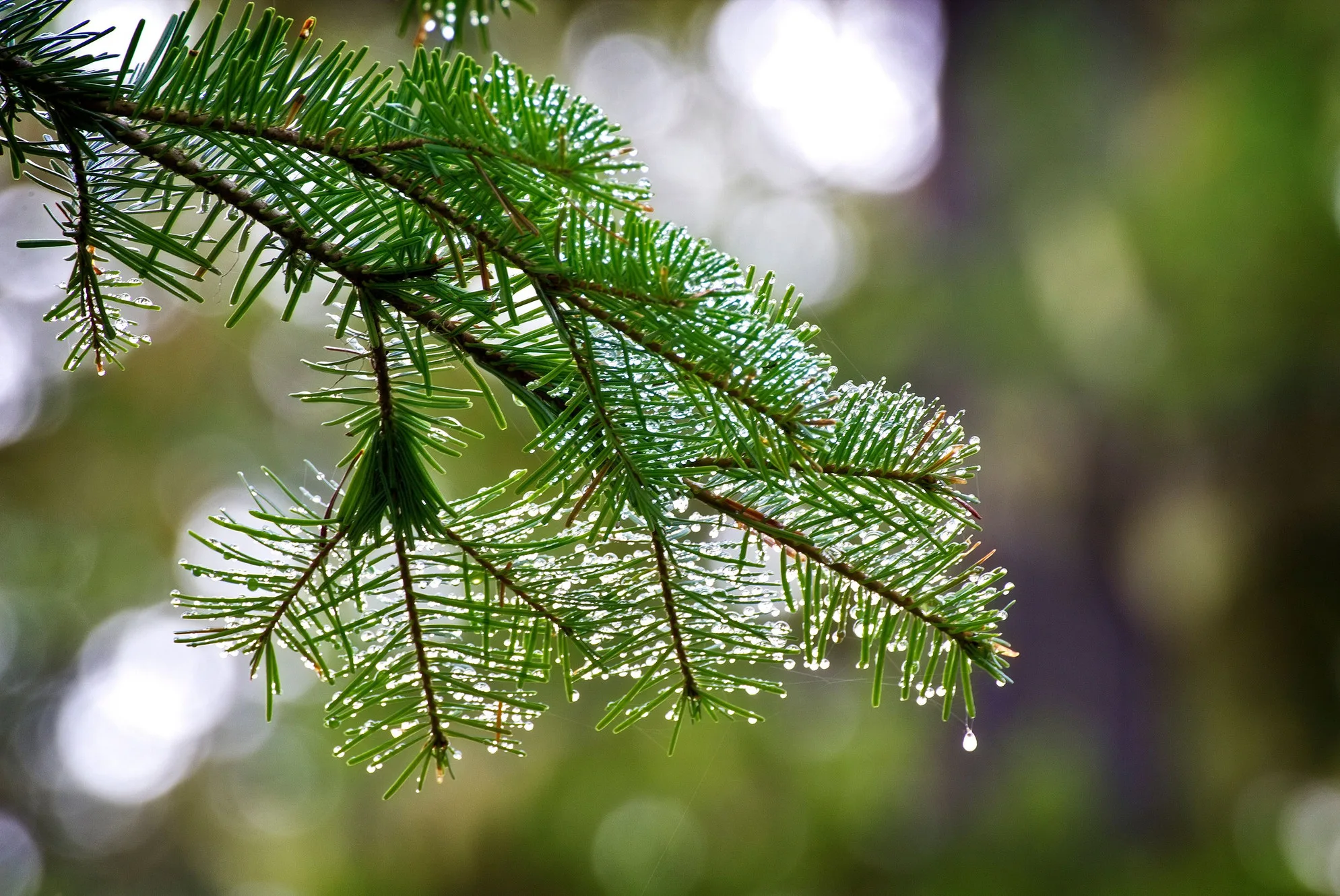 Arbor Master Tree Service Inc gallery 3