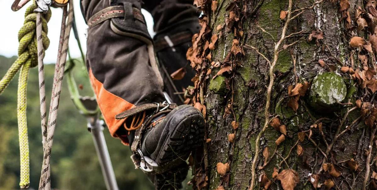 Arborist Professionals By Midwestern Tree Experts gallery 3