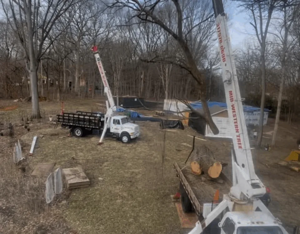 Arborist Professionals By Midwestern Tree Experts gallery 5