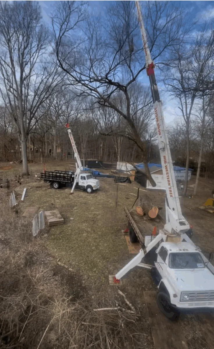 Arborist Professionals By Midwestern Tree Experts gallery 8