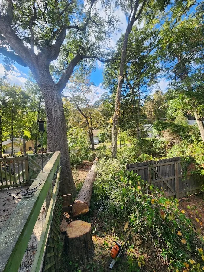 Arborists By Nature