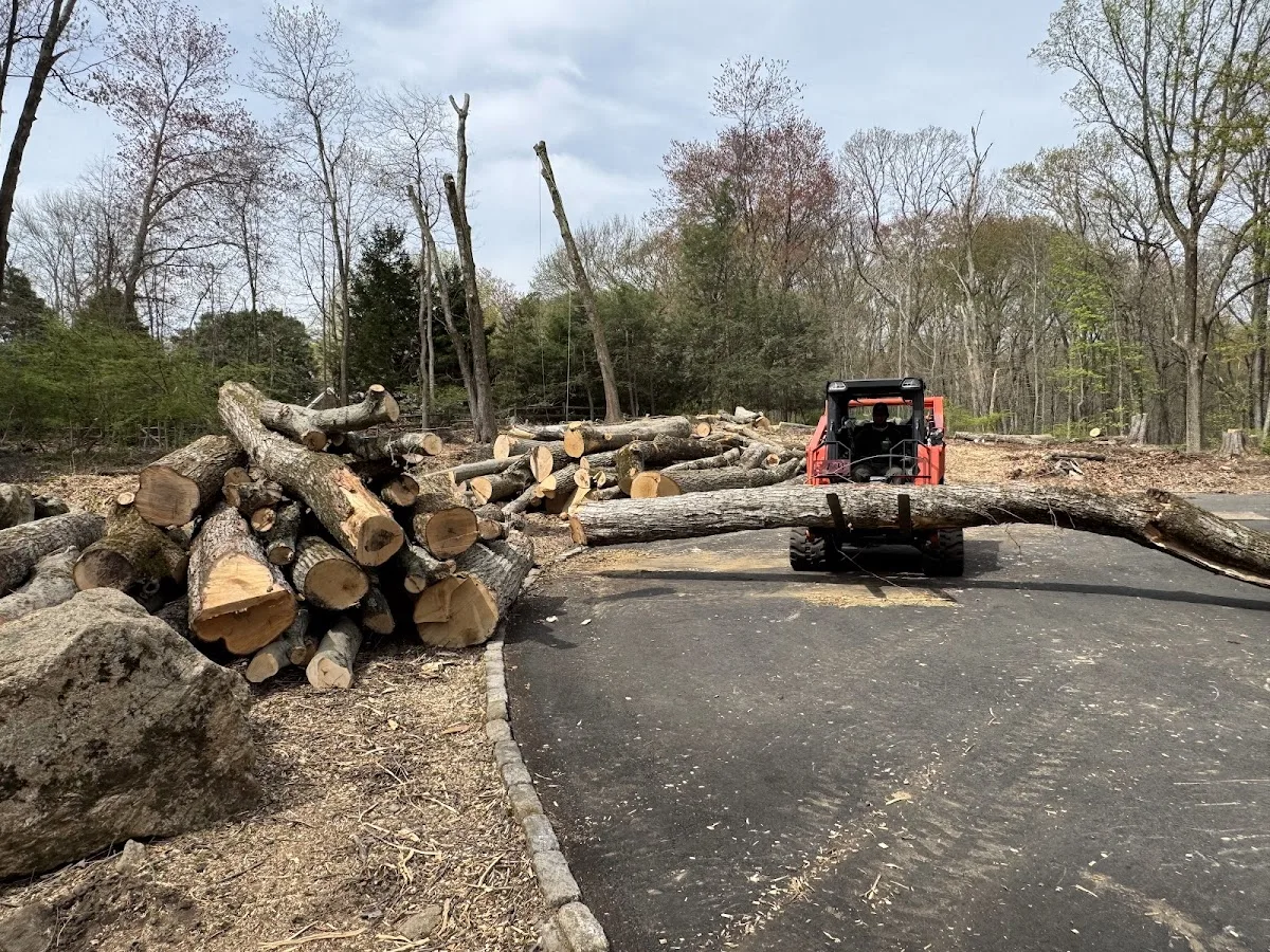 ArborPro LLC in Stamford: Turning Tree Removal Into a Clear Property Scope