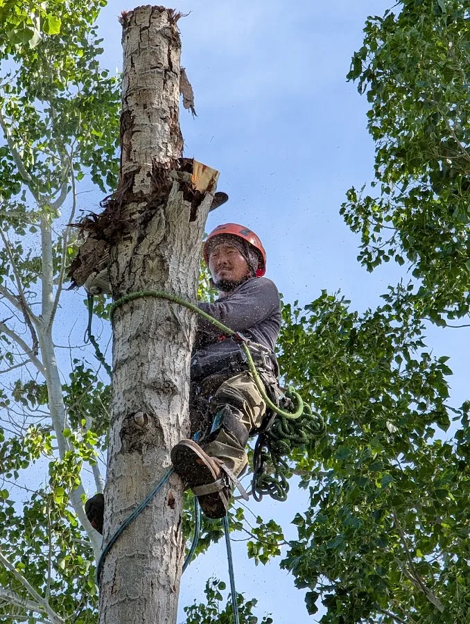 Arbortec Tree Service work site
