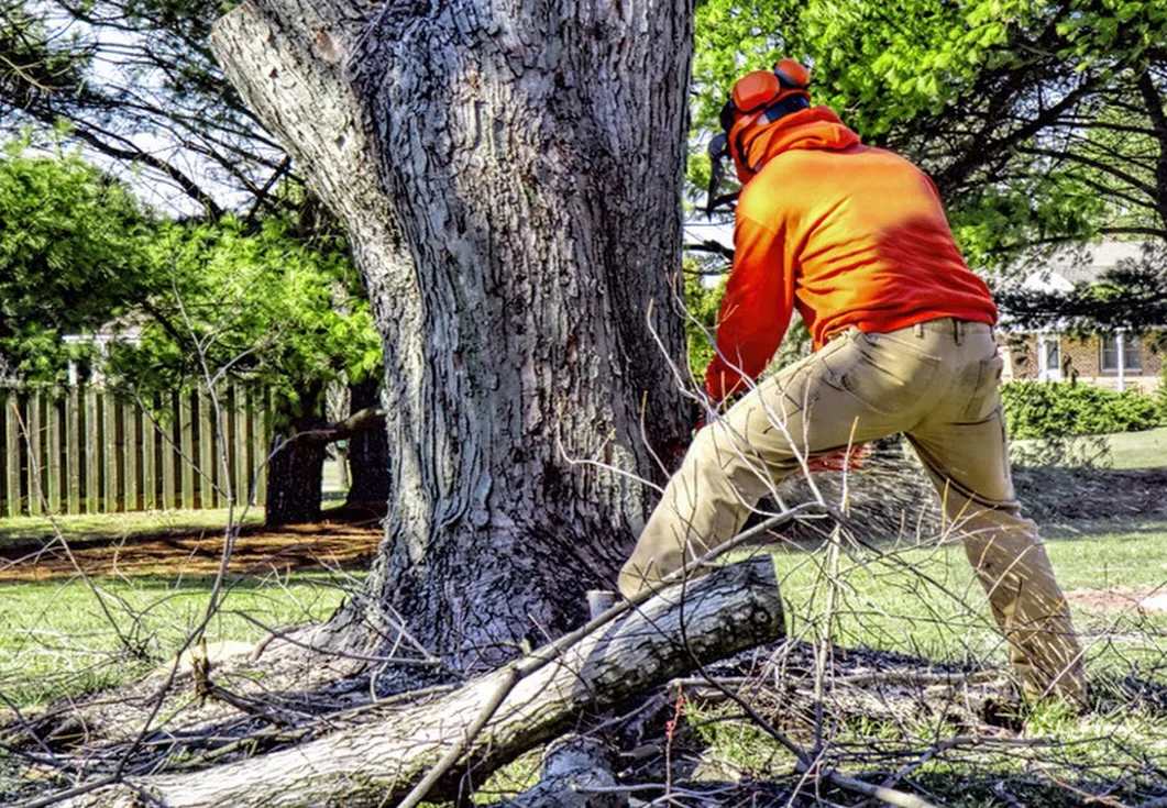 Arlington Tree Service & Stump Grinding