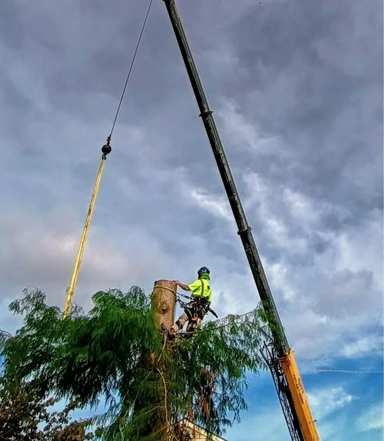 Art-Is-Tree, LLC