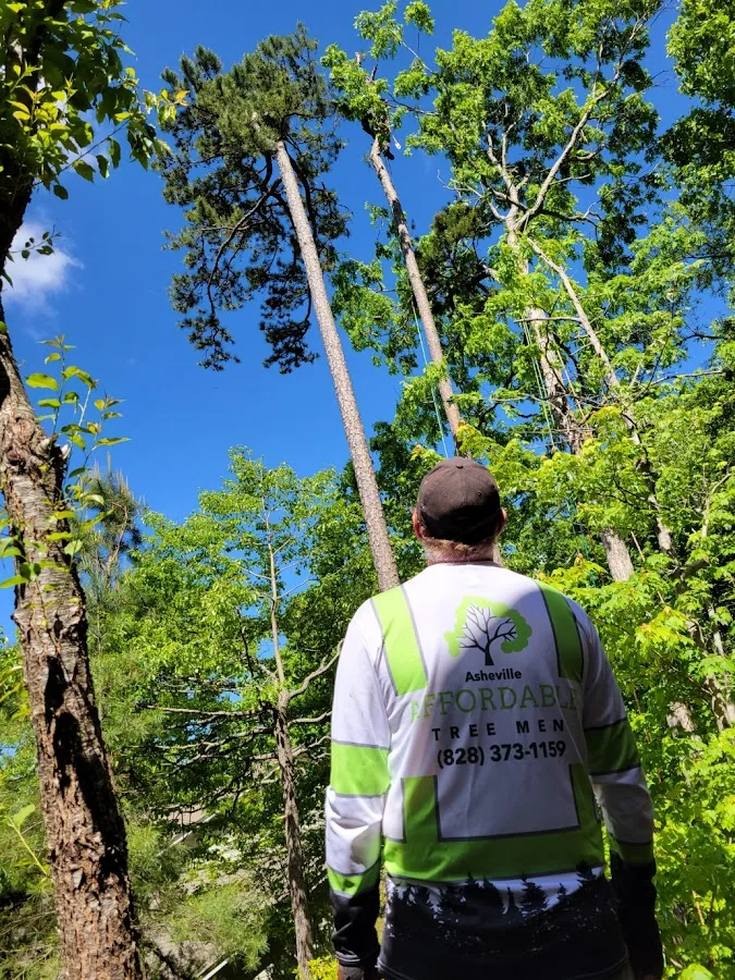 Asheville Affordable Tree Men gallery 2