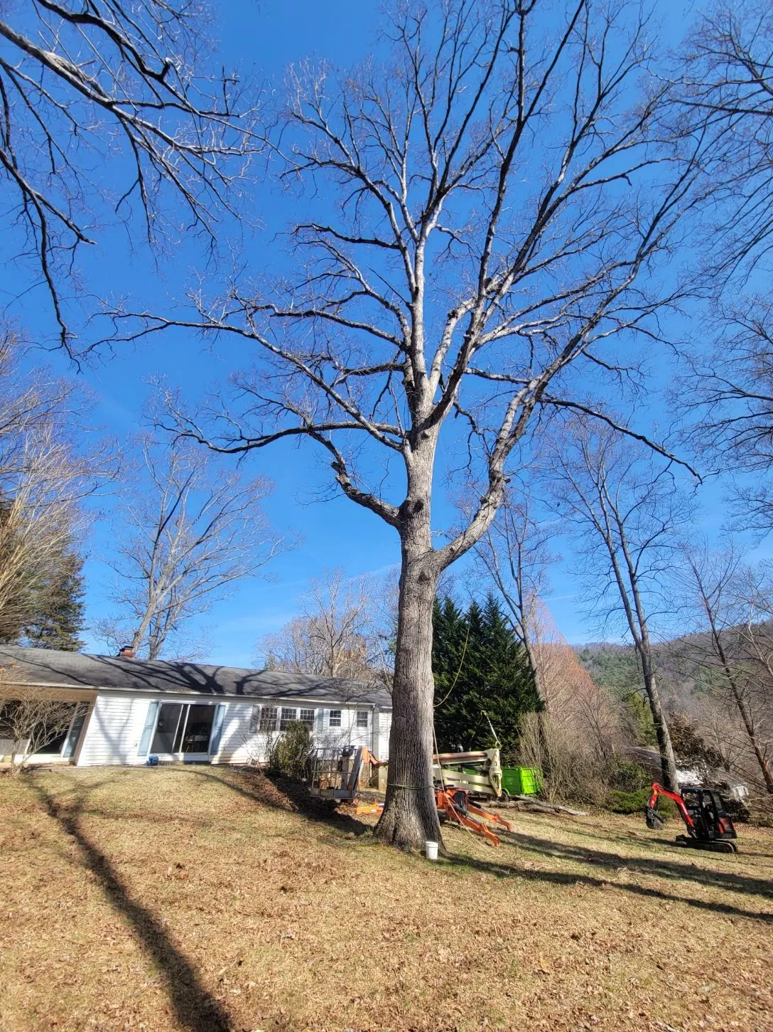 Asheville Affordable Tree Men gallery 8