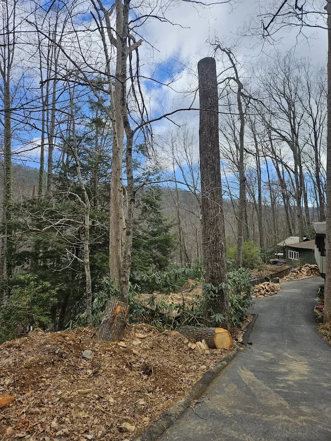Asheville Arborists gallery 2