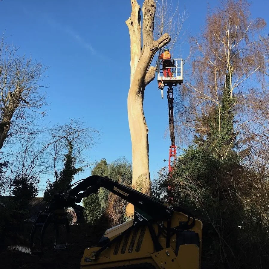 Asheville Tree Service gallery 2