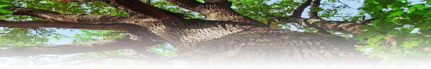 Asheville Tree Service gallery 3