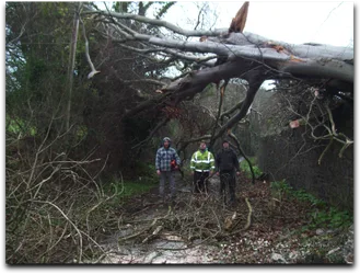 Asheville Tree Service gallery 5