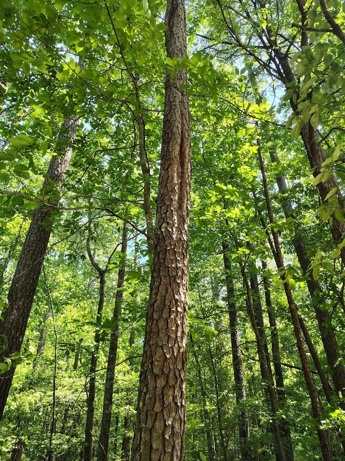 Ashland Tree Service gallery 3