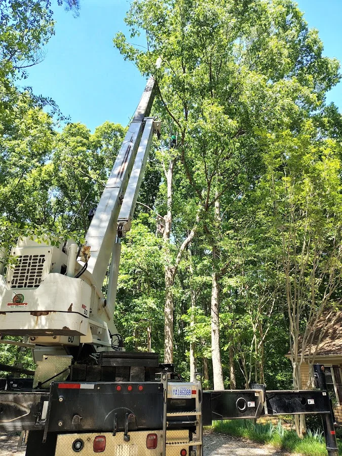 Ashland Tree Service gallery 2