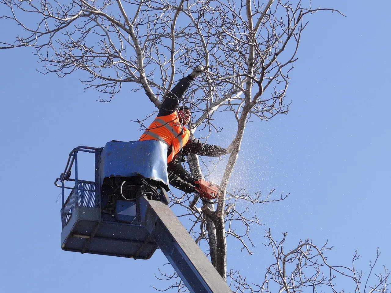 Ashland Tree Service gallery 5