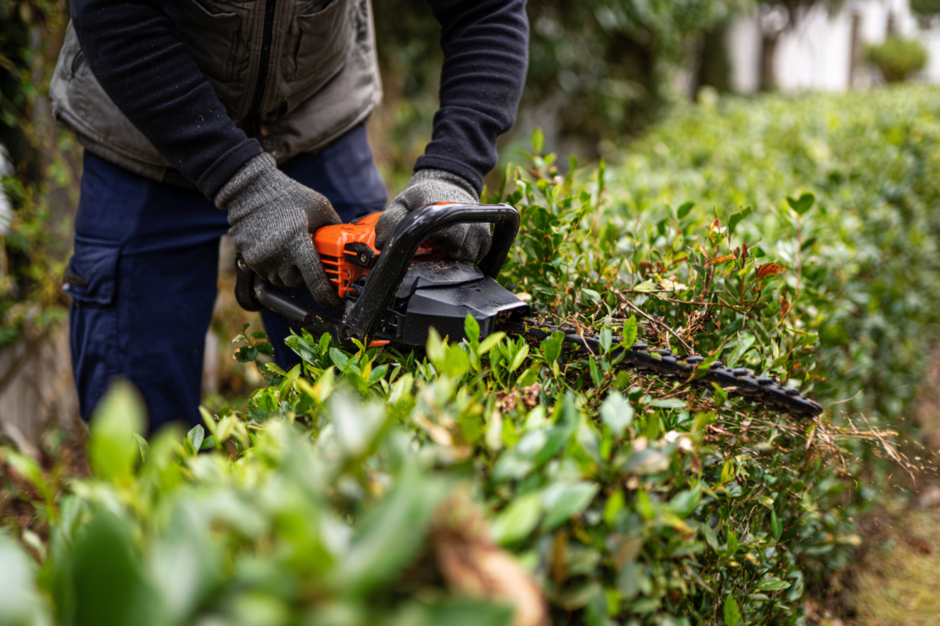 Ashland Tree Service gallery 8