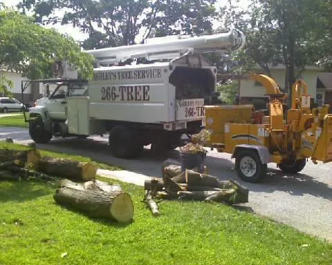 Ashley's Tree Service
