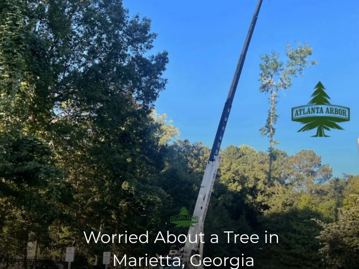 Atlanta Arbor Marietta Tree Service gallery 2