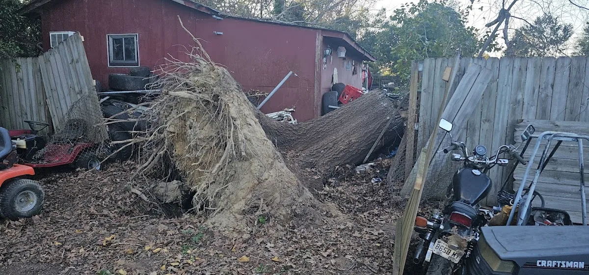 Augusta Tree Removal