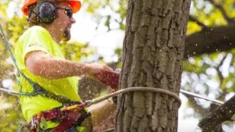 Austin Tree Specialists