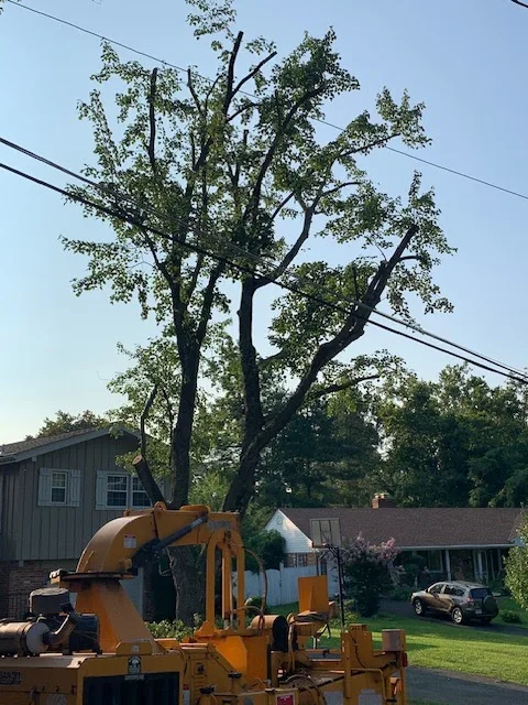 AX Tree Services LLC