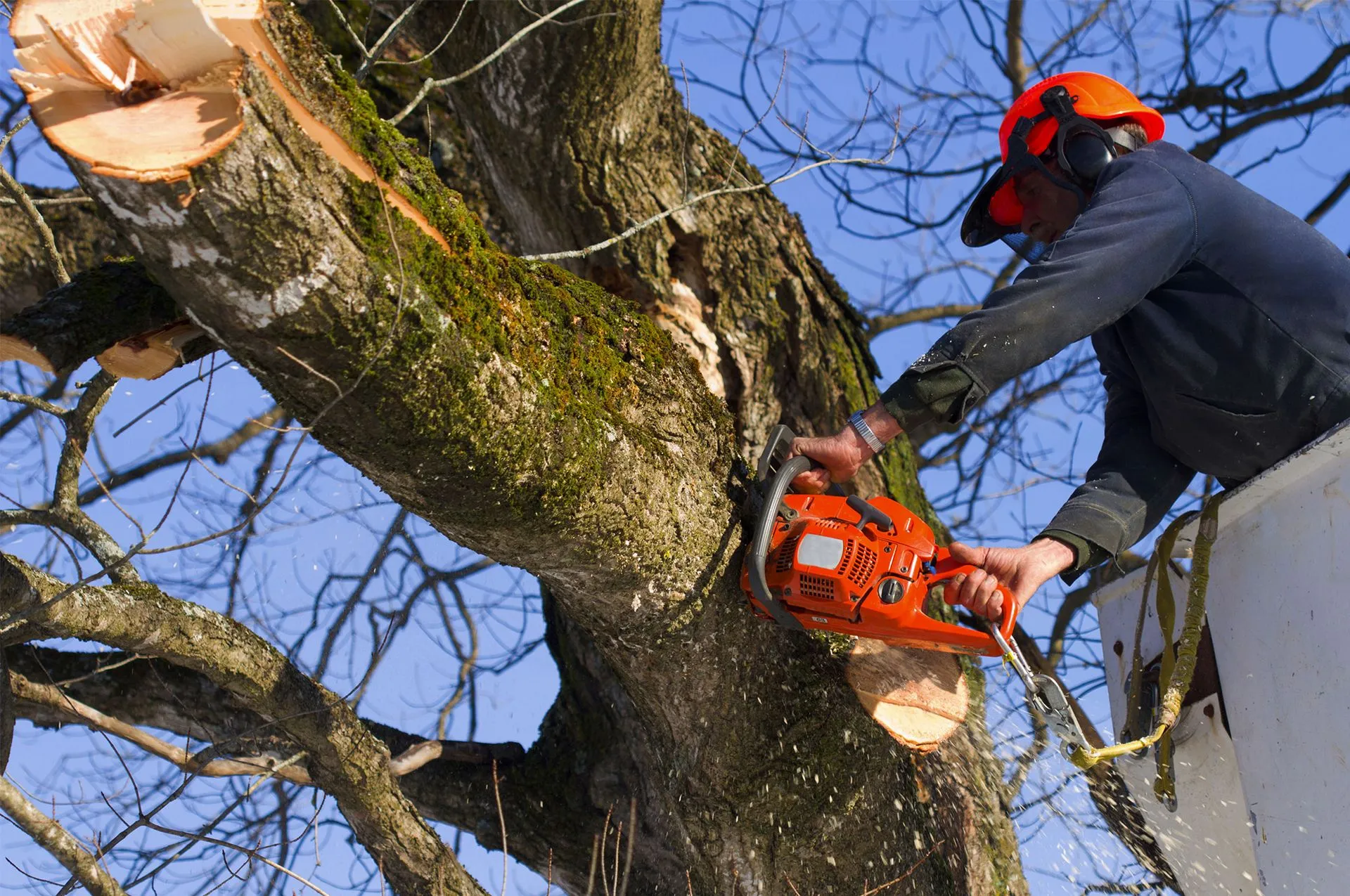 Bargain Tree Service gallery 3