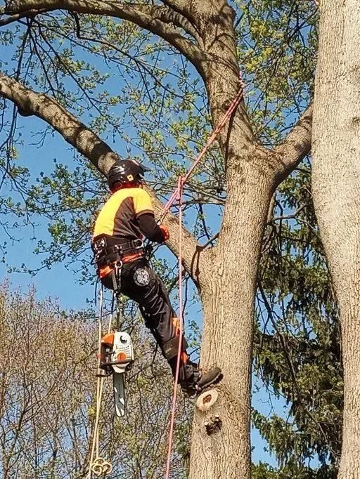 Bargain Tree Service gallery 4