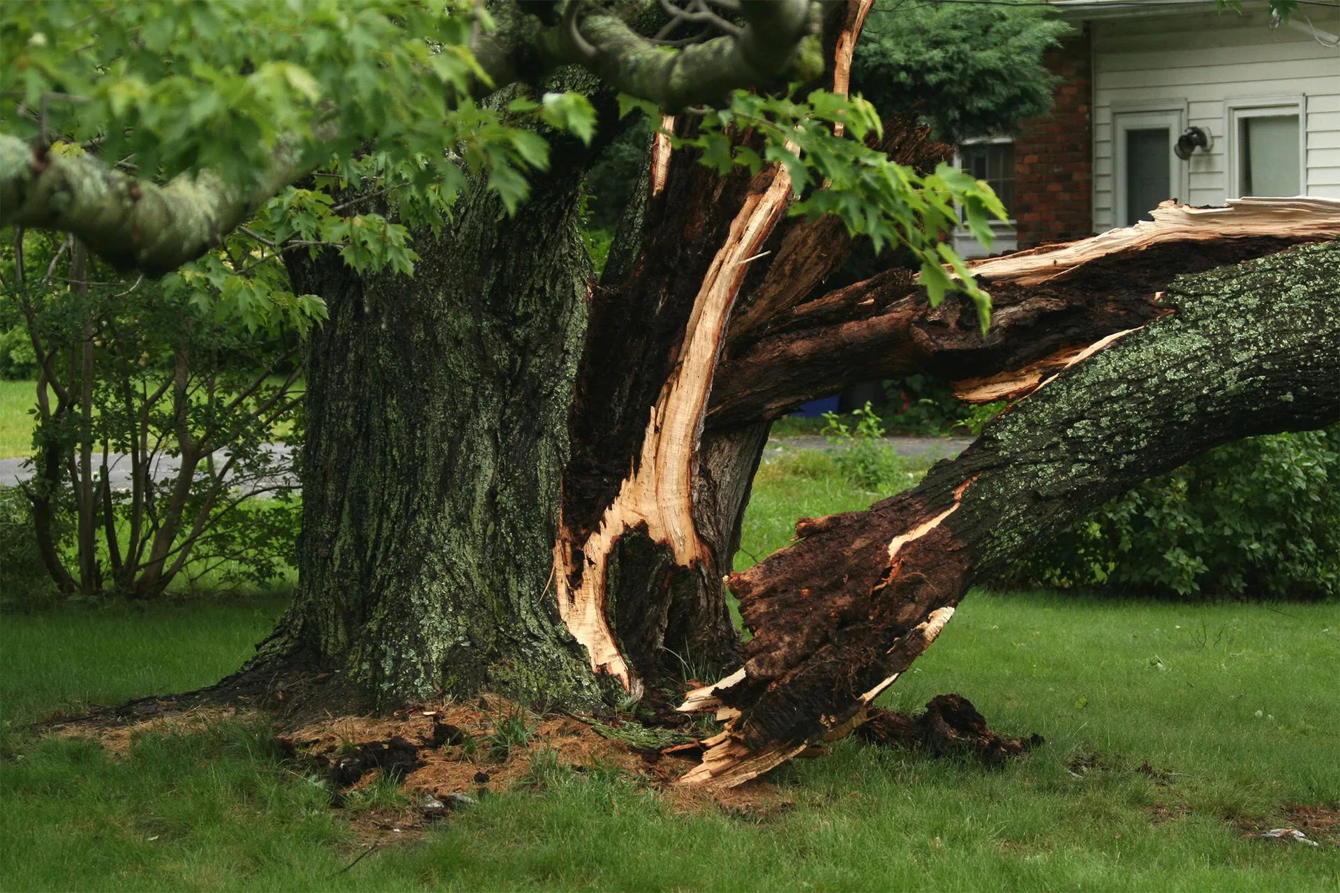 Bargain Tree Service gallery 7