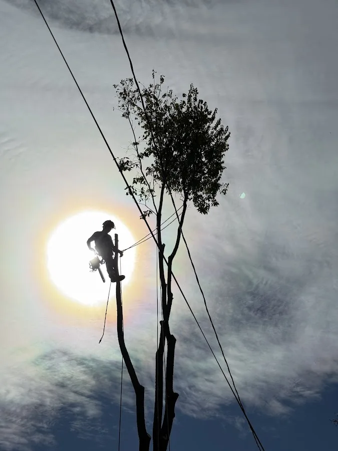 Barker's Tree Service