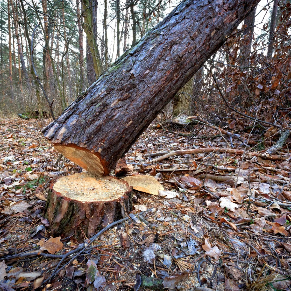 Bart’s Bronx Tree Services gallery 8