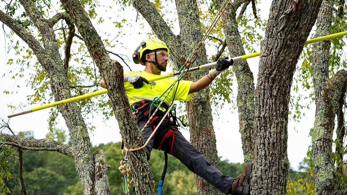 Bartlett Tree Experts in South Burlington: Define the Tree-Service Scope Before Calling