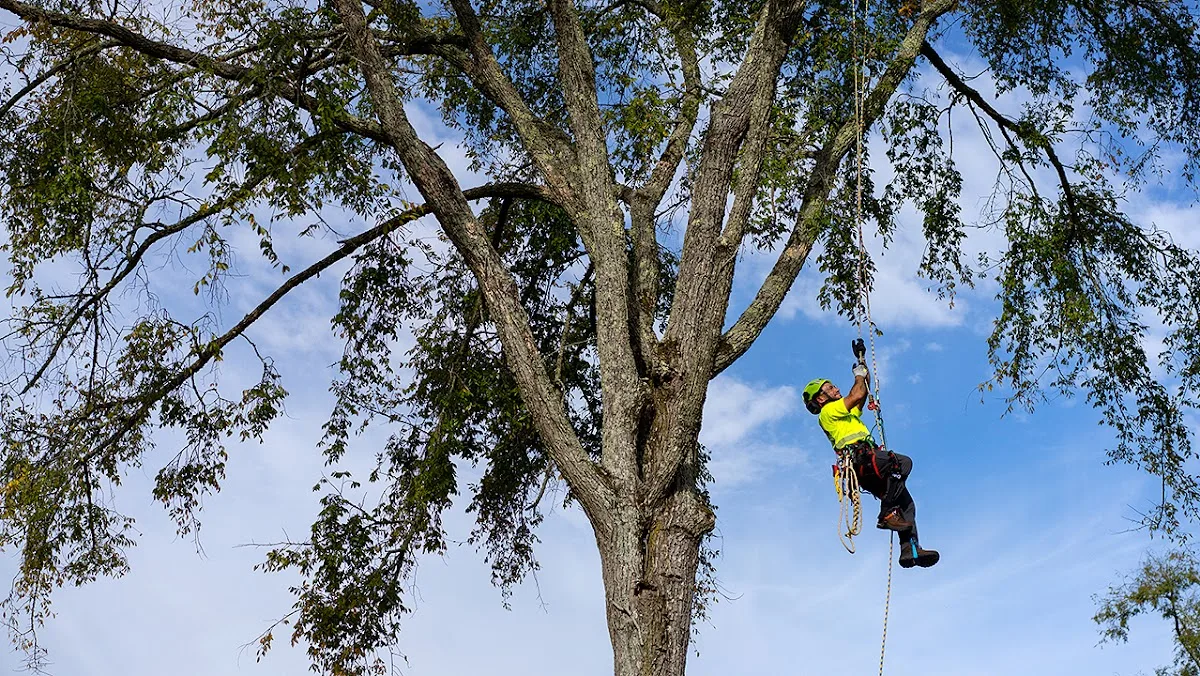 Bartlett Tree Experts