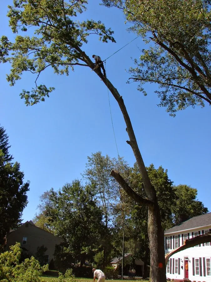 Basic Tree Care | Columbus Tree Cutting & Removal